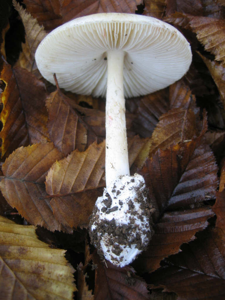 Amanita phalloides var. alba